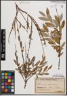 Foto von Salix daphnoides Vill. x Salix repens L.